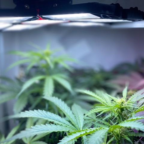 Critical Mass (Advanced Seeds)  growlog timeline photo