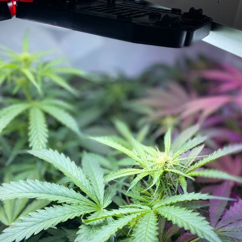 Critical Mass (Advanced Seeds)  growlog timeline photo