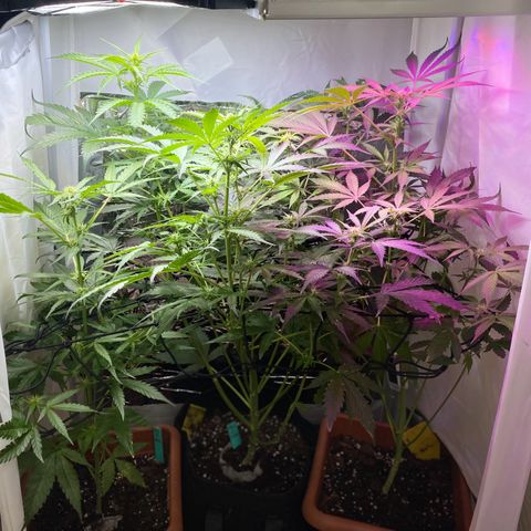 Critical Mass (Advanced Seeds)  growlog timeline photo