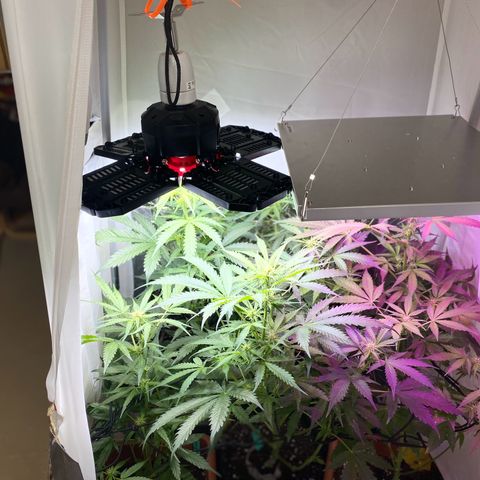 Critical Mass (Advanced Seeds)  growlog timeline photo