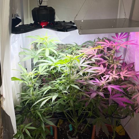 Critical Mass (Advanced Seeds)  growlog timeline photo