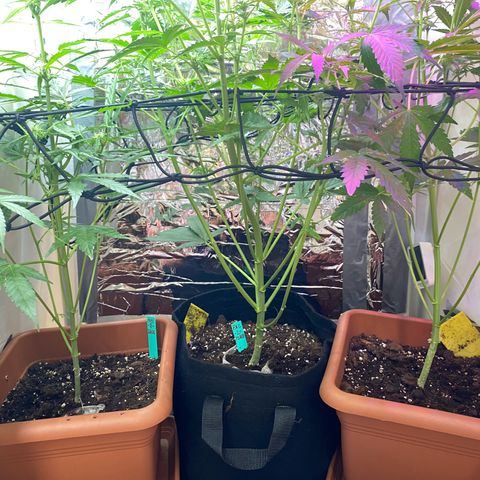 Critical Mass (Advanced Seeds)  growlog timeline photo