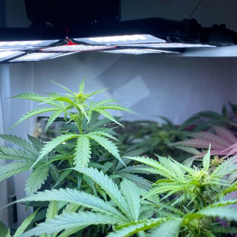 Critical Mass (Advanced Seeds)  growlog timeline photo