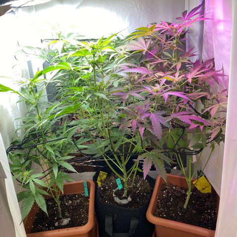 Critical Mass (Advanced Seeds)  growlog timeline photo