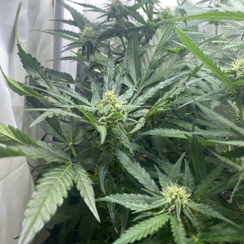Critical Mass (Advanced Seeds)  growlog timeline photo