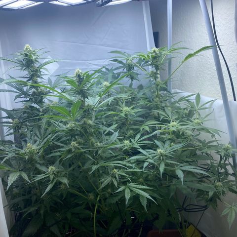 Critical Mass (Advanced Seeds)  growlog timeline photo