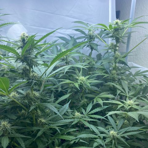 Critical Mass (Advanced Seeds)  growlog timeline photo