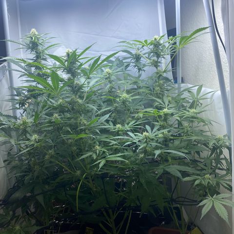 Critical Mass (Advanced Seeds)  growlog timeline photo