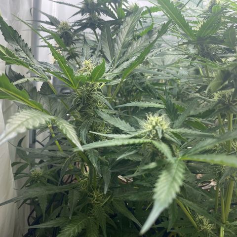 Critical Mass (Advanced Seeds)  growlog timeline photo