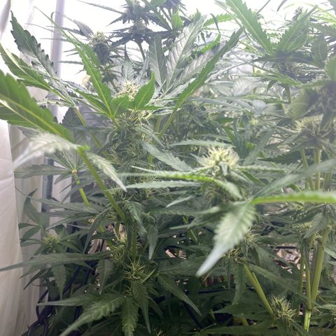 Critical Mass (Advanced Seeds)  growlog timeline photo