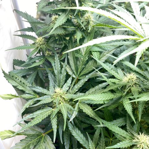 MOB growlog timeline photo