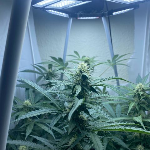 Critical Mass (Advanced Seeds)  growlog timeline photo