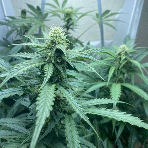 Critical Mass (Advanced Seeds)  growlog timeline photo