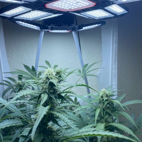 Critical Mass (Advanced Seeds)  growlog timeline photo