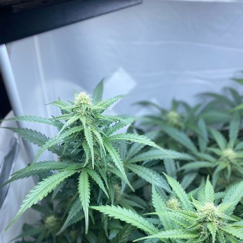Critical Mass (Advanced Seeds)  growlog timeline photo