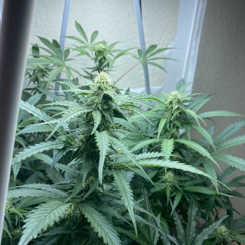 Critical Mass (Advanced Seeds)  growlog timeline photo