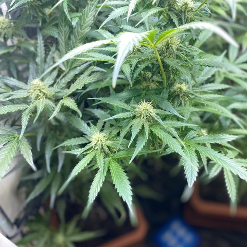 Critical Mass (Advanced Seeds)  growlog timeline photo