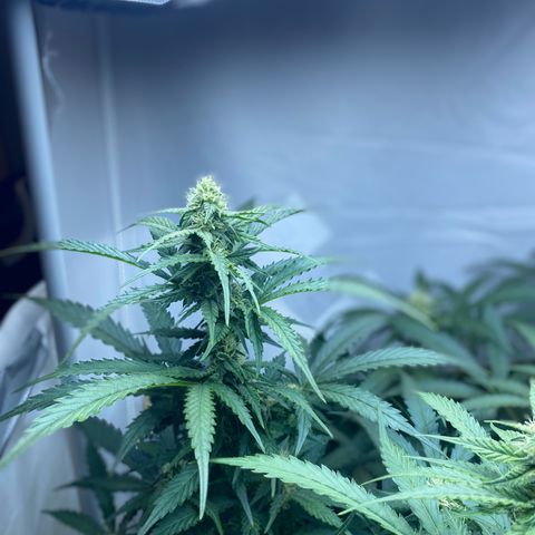 Critical Mass (Advanced Seeds)  growlog timeline photo