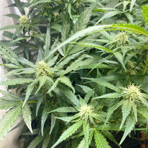 Critical Mass (Advanced Seeds)  growlog timeline photo