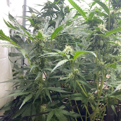 Critical Mass (Advanced Seeds)  growlog timeline photo