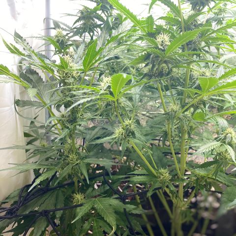 Critical Mass (Advanced Seeds)  growlog timeline photo