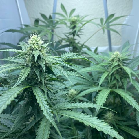 Critical Mass (Advanced Seeds)  growlog timeline photo