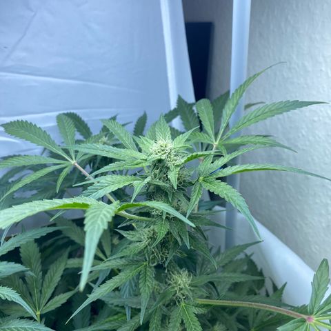 Critical Mass (Advanced Seeds)  growlog timeline photo