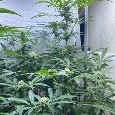 Critical Mass (Advanced Seeds)  growlog timeline photo