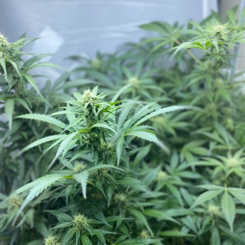 Critical Mass (Advanced Seeds)  growlog timeline photo