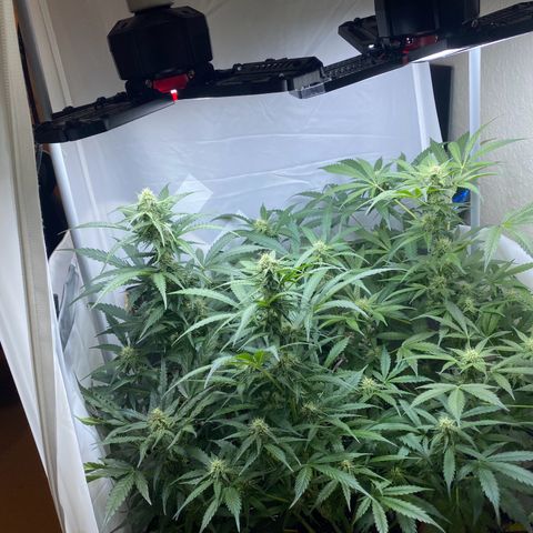 Critical Mass (Advanced Seeds)  growlog timeline photo