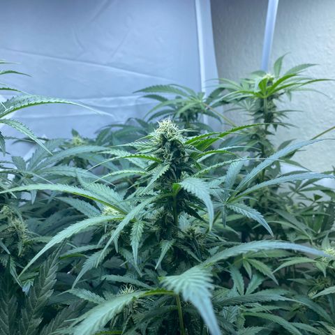 Critical Mass (Advanced Seeds)  growlog timeline photo