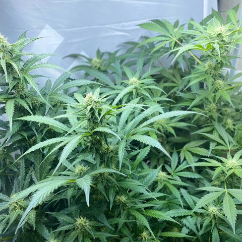 Critical Mass (Advanced Seeds)  growlog timeline photo