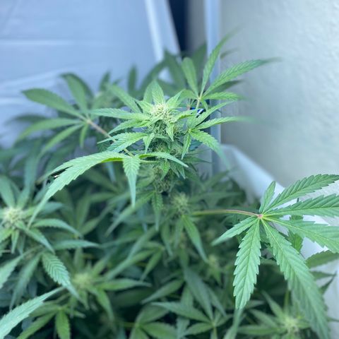 Critical Mass (Advanced Seeds)  growlog timeline photo