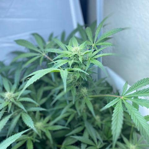 Critical Mass (Advanced Seeds)  growlog timeline photo