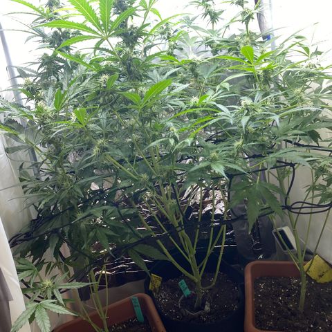 Critical Mass (Advanced Seeds)  growlog timeline photo