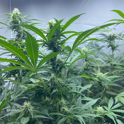 Critical Mass (Advanced Seeds)  growlog timeline photo