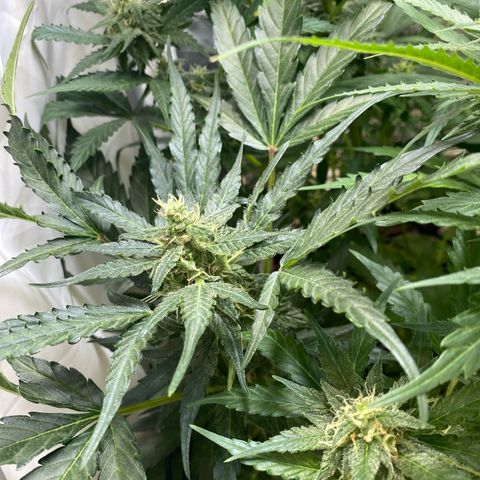 Critical Mass (Advanced Seeds)  growlog timeline photo