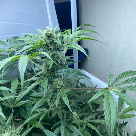 Critical Mass (Advanced Seeds)  growlog timeline photo