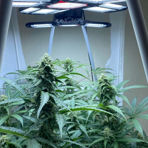 Critical Mass (Advanced Seeds)  growlog timeline photo
