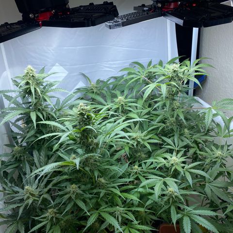 Critical Mass (Advanced Seeds)  growlog timeline photo