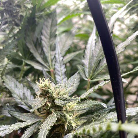 Critical Mass (Advanced Seeds)  growlog timeline photo