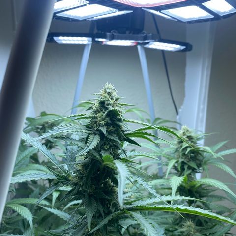 Critical Mass (Advanced Seeds)  growlog timeline photo