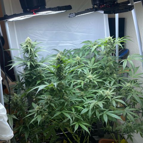 Critical Mass (Advanced Seeds)  growlog timeline photo