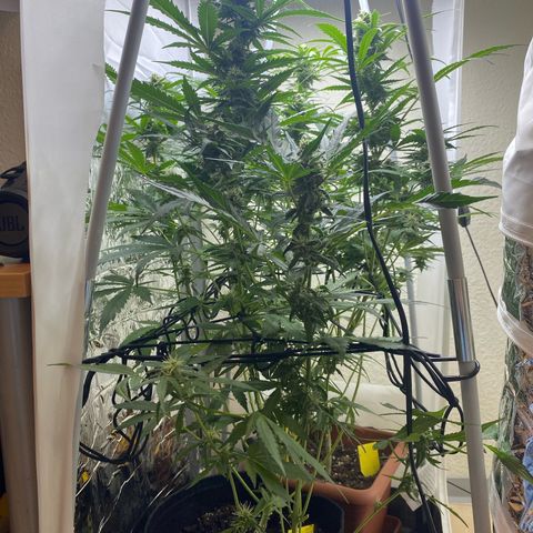 Critical Mass (Advanced Seeds)  growlog timeline photo