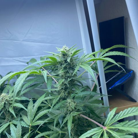 Critical Mass (Advanced Seeds)  growlog timeline photo