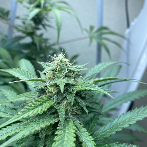 Critical Mass (Advanced Seeds)  growlog timeline photo