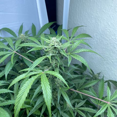 Critical Mass (Advanced Seeds)  growlog timeline photo