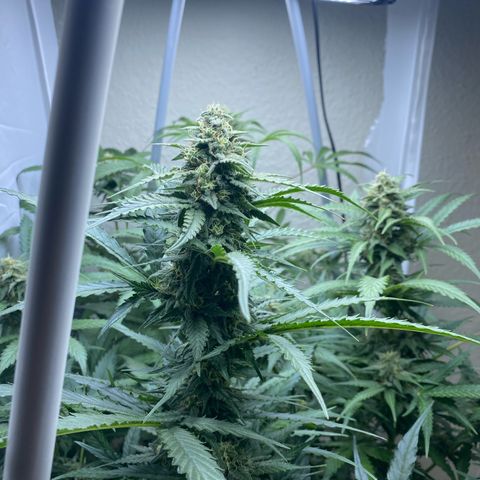 Critical Mass (Advanced Seeds)  growlog timeline photo