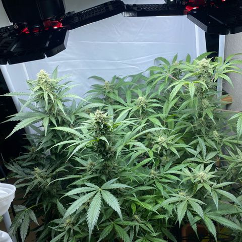 Critical Mass (Advanced Seeds)  growlog timeline photo