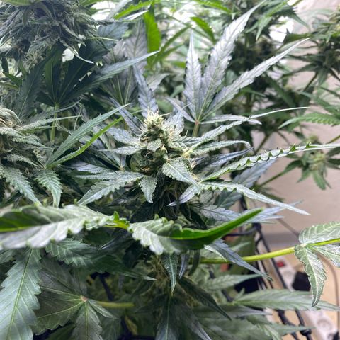 Critical Mass (Advanced Seeds)  growlog timeline photo